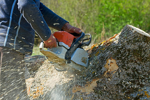 Best Palm Tree Trimming  in Champion Heights, OH